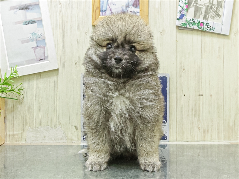 愛知県のハーフ犬・ミックス犬 (ワンラブ名古屋守山インター総本店/2026年4月25日生まれ/女の子/オレンジ)の子犬の3枚目の画像
