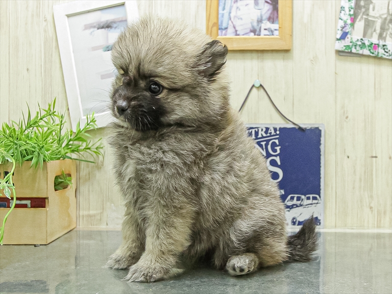 愛知県のハーフ犬・ミックス犬 (ワンラブ名古屋守山インター総本店/2026年4月25日生まれ/女の子/オレンジ)の子犬の2枚目の画像
