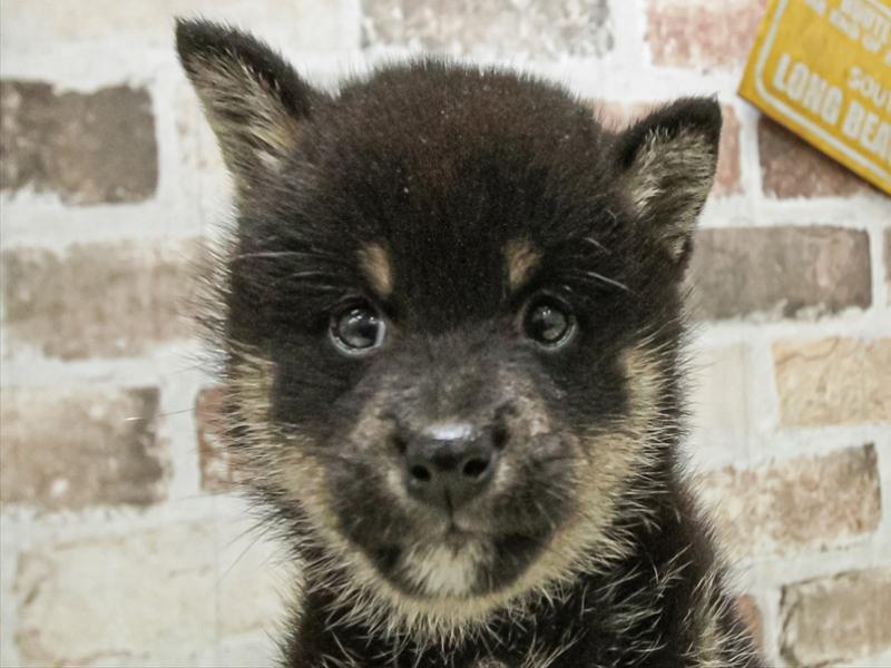 滋賀県の柴犬(標準サイズ) (ワンラブイオンタウン彦根店/2026年4月23日生まれ/女の子/黒)の子犬の1枚目の画像