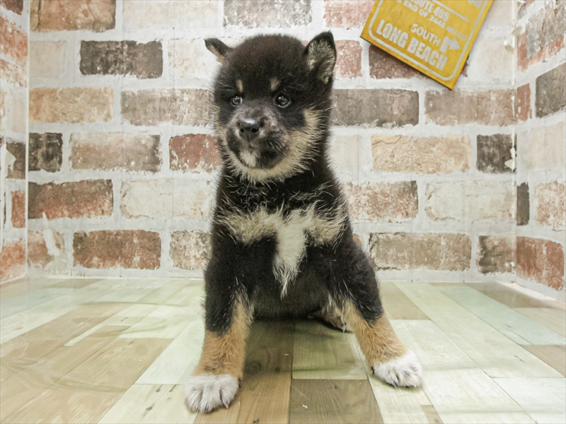 滋賀県の柴犬(標準サイズ) (ワンラブイオンタウン彦根店/2026年4月23日生まれ/女の子/黒)の子犬の3枚目の画像