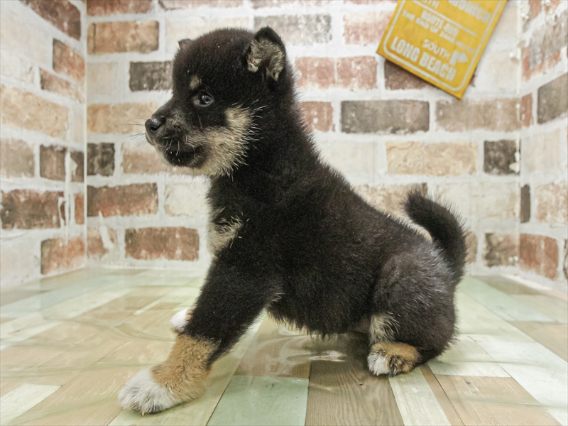 滋賀県の柴犬(標準サイズ) (ワンラブイオンタウン彦根店/2026年4月23日生まれ/女の子/黒)の子犬の2枚目の画像