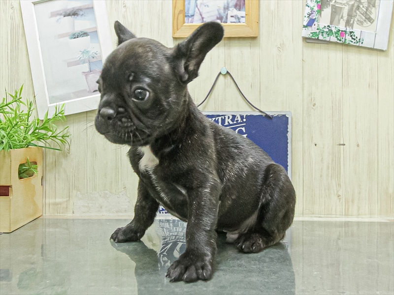 三重県のフレンチブルドッグ (ワンラブMEGA ドン・キホーテ四日市店/2026年4月25日生まれ/男の子/ブリンドルホワイト)の子犬の2枚目の画像
