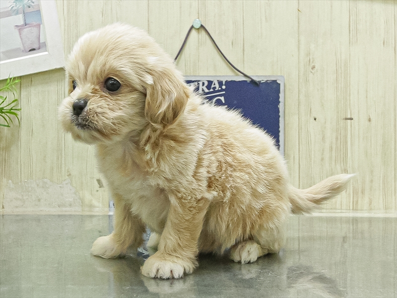 愛知県のペキプー(ペキニーズ×プードル) (ワンラブ名古屋守山インター総本店/2026年4月26日生まれ/女の子/アプリコット)の子犬の2枚目の画像