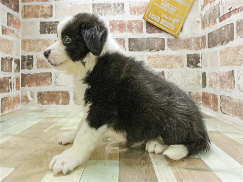 愛知県のボーダーコリー (ワンラブ名古屋守山インター総本店/2026年4月24日生まれ/男の子/ブラックホワイト)の子犬の2枚目の画像