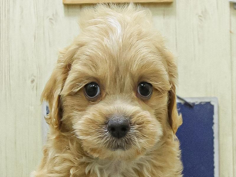 滋賀県のペキプー(ペキニーズ×プードル) (ワンラブコーナン イオン長浜店/2026年4月25日生まれ/男の子/クリーム)の子犬の1枚目の画像