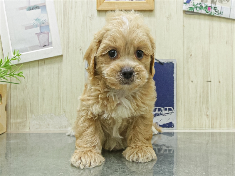 滋賀県のペキプー(ペキニーズ×プードル) (ワンラブコーナン イオン長浜店/2026年4月25日生まれ/男の子/クリーム)の子犬の3枚目の画像