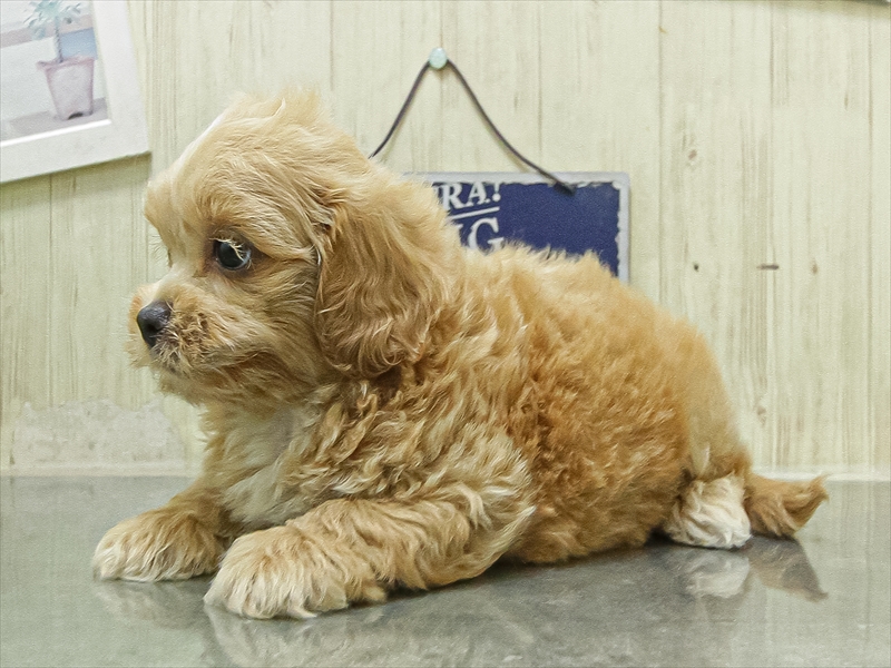 滋賀県のペキプー(ペキニーズ×プードル) (ワンラブコーナン イオン長浜店/2026年4月25日生まれ/男の子/クリーム)の子犬の2枚目の画像