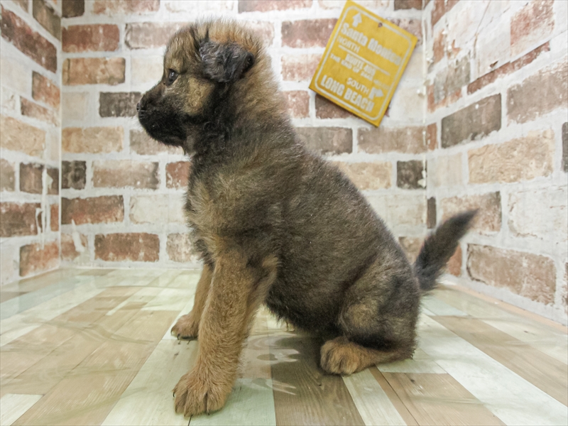 愛知県のﾁｬｳｺﾞｰﾙﾃﾞﾝ【ﾁｬｳﾁｬｳ×ｺﾞｰﾙﾃﾞﾝ】 (ワンラブ名古屋守山インター総本店/2026年4月25日生まれ/女の子/レッド)の子犬の2枚目の画像