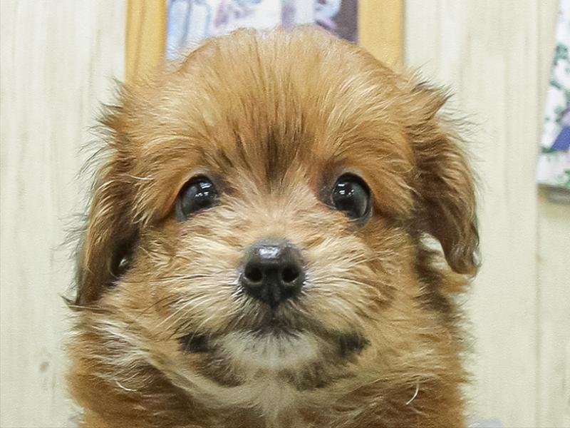 兵庫県のポメプー(ポメラニアン×プードル) (ワンラブブルメール舞多聞店/2026年4月25日生まれ/女の子/オレンジ)の子犬の1枚目の画像