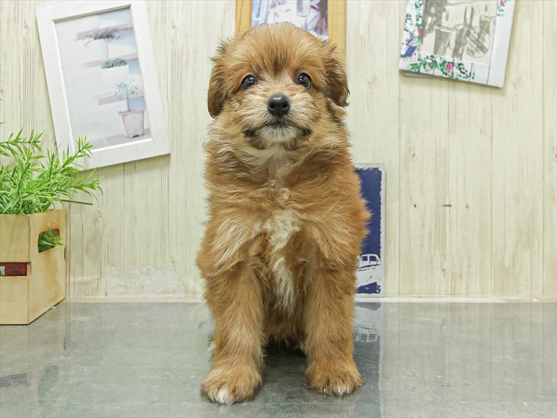 兵庫県のポメプー(ポメラニアン×プードル) (ワンラブブルメール舞多聞店/2026年4月25日生まれ/女の子/オレンジ)の子犬の3枚目の画像