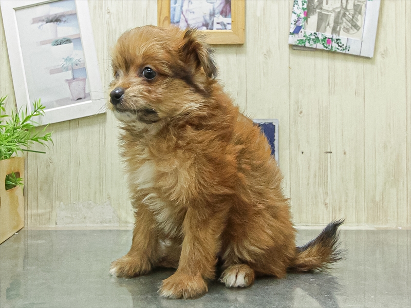 兵庫県のポメプー(ポメラニアン×プードル) (ワンラブブルメール舞多聞店/2026年4月25日生まれ/女の子/オレンジ)の子犬の2枚目の画像