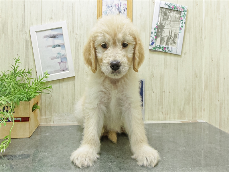 愛知県のゴールデンドゥードゥル(ゴールデン×プードル) (ワンラブ名古屋守山インター総本店/2026年4月19日生まれ/男の子/ゴールド)の子犬の3枚目の画像