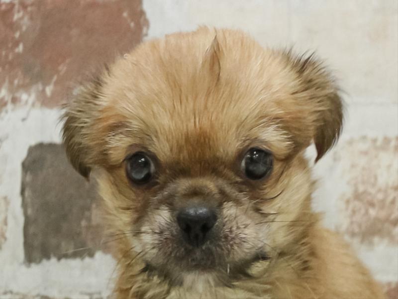 滋賀県のハーフ犬・ミックス犬 (ワンラブコーナン イオン長浜店/2026年4月26日生まれ/男の子/レッド)の子犬の1枚目の画像