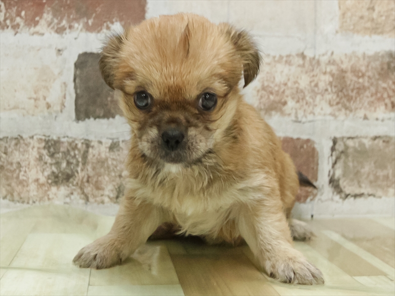 滋賀県のハーフ犬・ミックス犬 (ワンラブコーナン イオン長浜店/2026年4月26日生まれ/男の子/レッド)の子犬の3枚目の画像