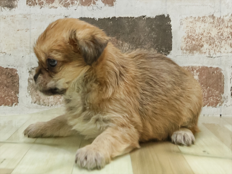滋賀県のハーフ犬・ミックス犬 (ワンラブコーナン イオン長浜店/2026年4月26日生まれ/男の子/レッド)の子犬の2枚目の画像