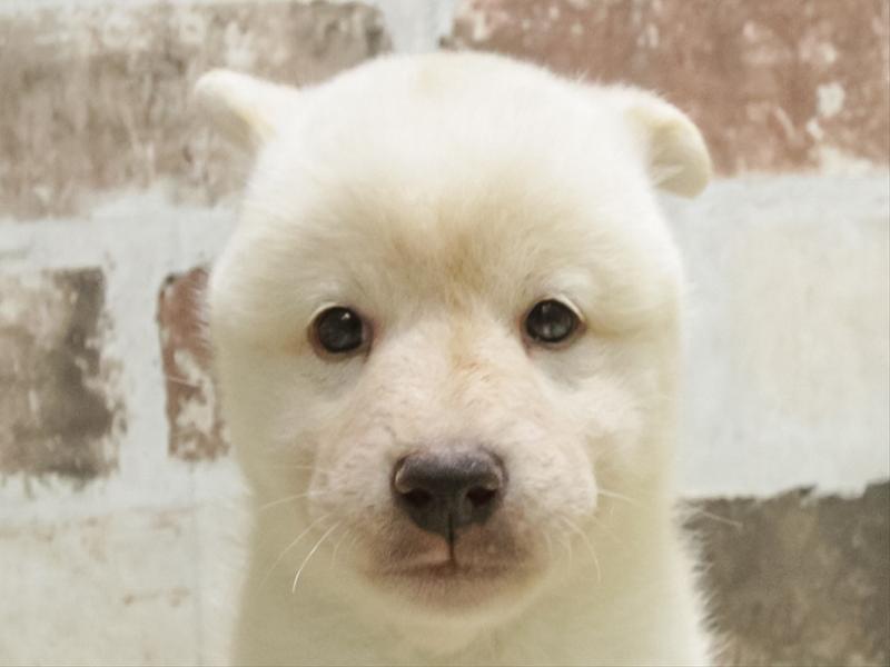 兵庫県の柴犬(標準サイズ) (ワンラブブルメール舞多聞店/2026年4月26日生まれ/男の子/白)の子犬の1枚目の画像