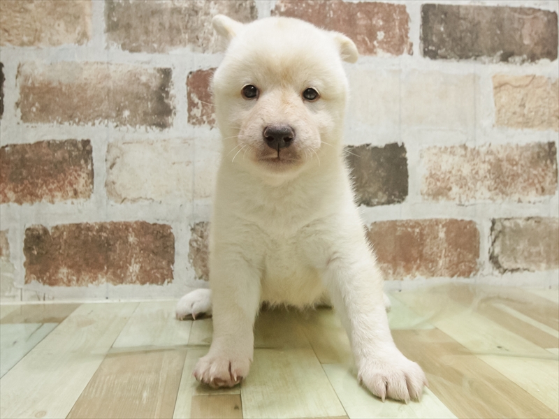 兵庫県の柴犬(標準サイズ) (ワンラブブルメール舞多聞店/2026年4月26日生まれ/男の子/白)の子犬の3枚目の画像