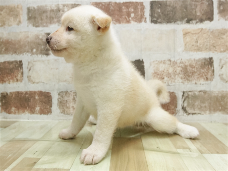 兵庫県の柴犬(標準サイズ) (ワンラブブルメール舞多聞店/2026年4月26日生まれ/男の子/白)の子犬の2枚目の画像