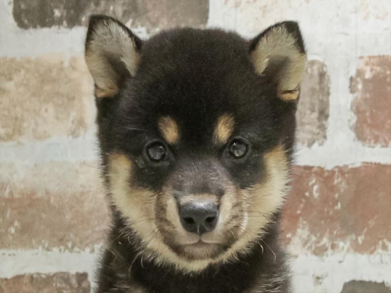 愛知県の柴犬(標準サイズ) (ワンラブ名古屋守山インター総本店/2026年4月19日生まれ/女の子/黒)の子犬の1枚目の画像