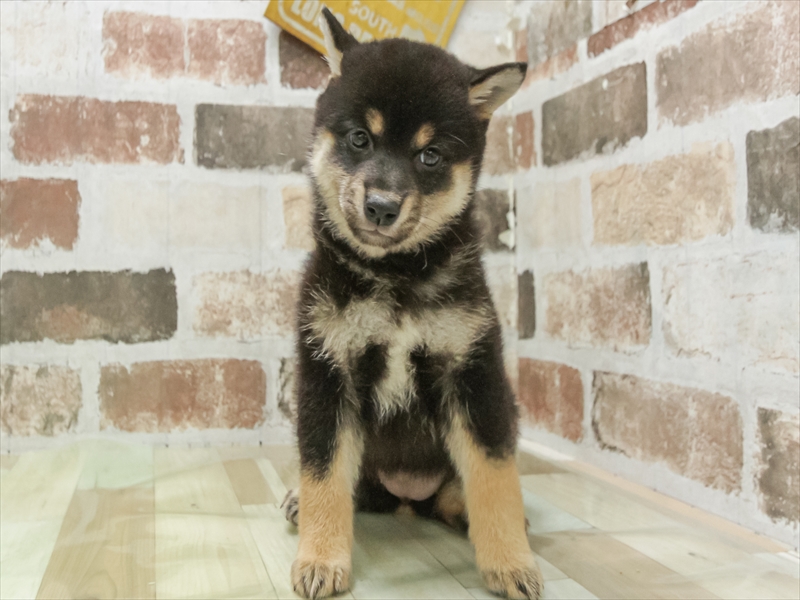 愛知県の柴犬(標準サイズ) (ワンラブ名古屋守山インター総本店/2026年4月19日生まれ/女の子/黒)の子犬の3枚目の画像