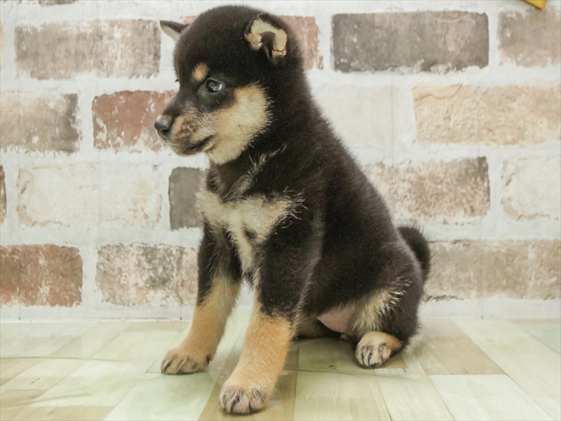 愛知県の柴犬(標準サイズ) (ワンラブ名古屋守山インター総本店/2026年4月19日生まれ/女の子/黒)の子犬の2枚目の画像