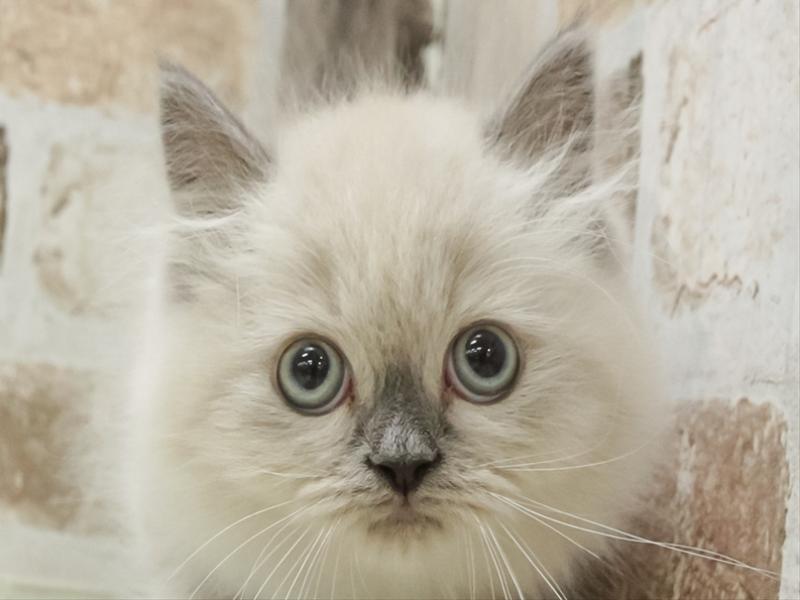 滋賀県のヒマラヤン (ワンラブピエリ守山店/2026年4月25日生まれ/男の子/ブルーポイント)の子猫