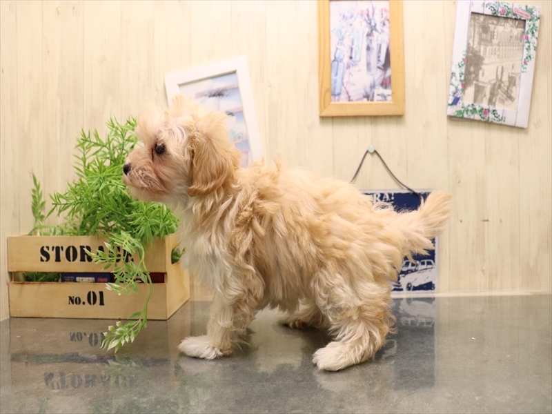 愛知県のマルプー(マルチーズ×プードル) (ワンラブ名古屋守山インター総本店/2026年4月25日生まれ/女の子/アプリコット)の子犬の3枚目の画像