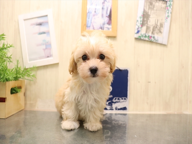 愛知県のマルプー(マルチーズ×プードル) (ワンラブ名古屋守山インター総本店/2026年4月25日生まれ/女の子/アプリコット)の子犬の2枚目の画像