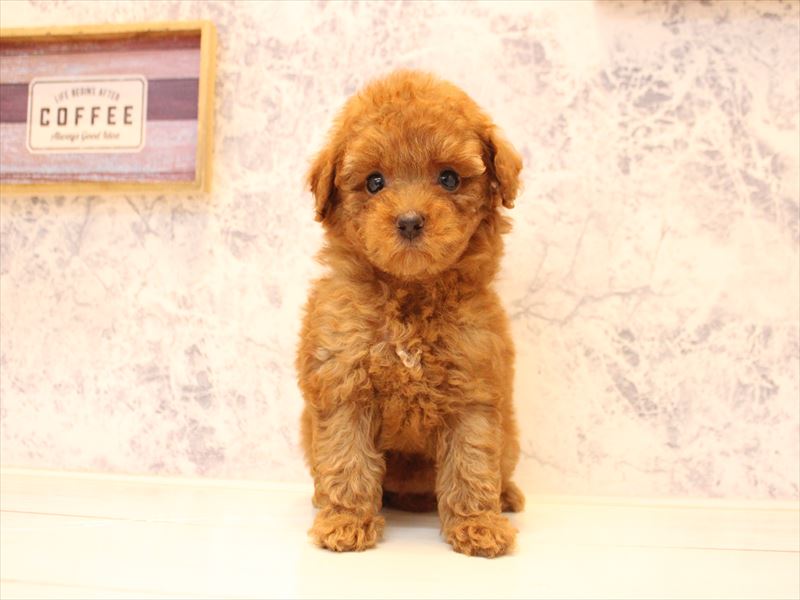 神奈川県のトイプードル(タイニー) (ワンラブフレスポ小田原シティーモール店/2026年4月23日生まれ/女の子/オレンジフォーン)の子犬の2枚目の画像