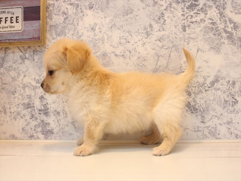 神奈川県のチワックス(チワワ×ダックス) (ワンラブフレスポ小田原シティーモール店/2026年4月25日生まれ/男の子/クリーム)の子犬の3枚目の画像