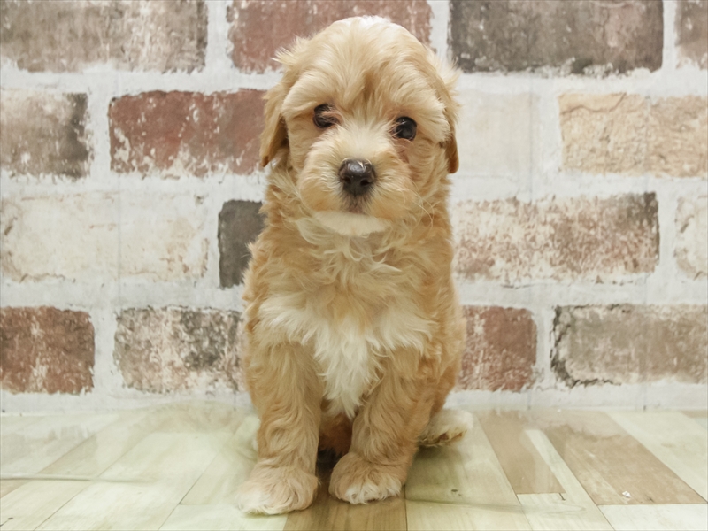 愛知県のマルプー(マルチーズ×プードル) (ワンラブ名古屋守山インター総本店/2026年4月27日生まれ/男の子/アプリコット)の子犬の3枚目の画像
