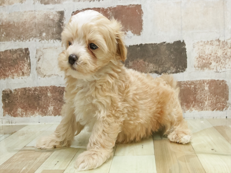 愛知県のマルプー(マルチーズ×プードル) (ワンラブ名古屋守山インター総本店/2026年4月27日生まれ/男の子/アプリコット)の子犬の2枚目の画像