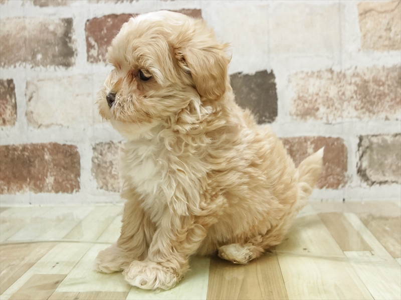 愛知県のマルプー(マルチーズ×プードル) (ワンラブ名古屋守山インター総本店/2026年4月27日生まれ/女の子/アプリコット)の子犬の2枚目の画像