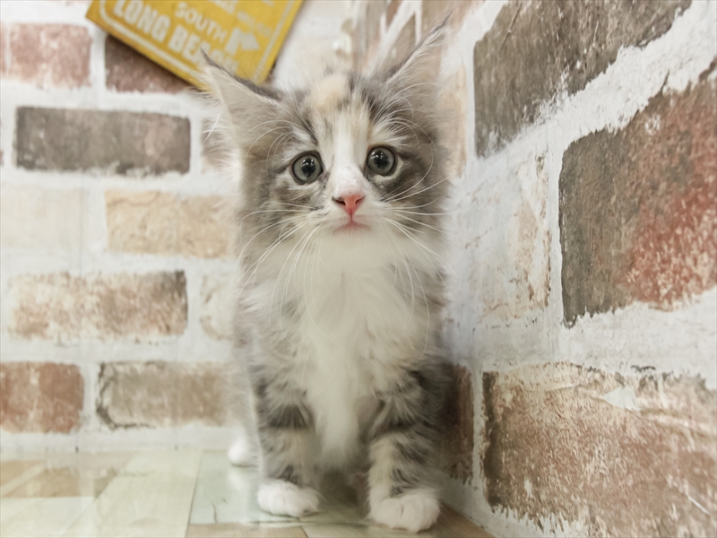 愛知県のノルウェージャンフォレストキャット (ワンラブ名古屋守山インター総本店/2026年4月28日生まれ/女の子/ブルーパッチドタビーホワイト)の子猫の3枚目の画像