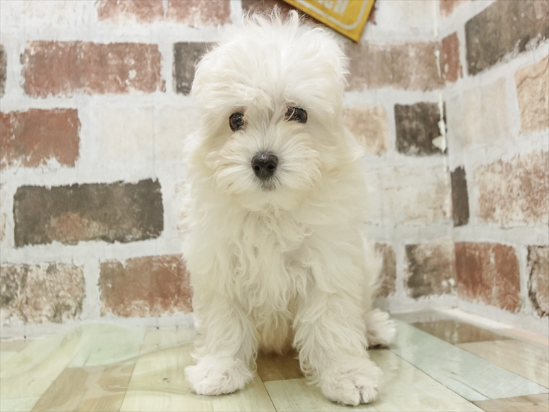 愛知県のマルプー(マルチーズ×プードル) (ワンラブ名古屋守山インター総本店/2026年4月23日生まれ/男の子/クリーム)の子犬の3枚目の画像