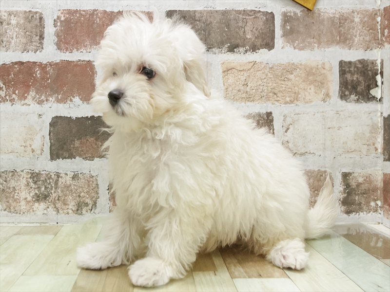 愛知県のマルプー(マルチーズ×プードル) (ワンラブ名古屋守山インター総本店/2026年4月23日生まれ/男の子/クリーム)の子犬の2枚目の画像