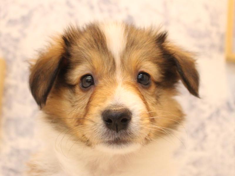 神奈川県のハーフ犬・ミックス犬 (ワンラブCoaska Bayside横須賀店/2026年4月26日生まれ/男の子/セーブルホワイト)の子犬の1枚目の画像