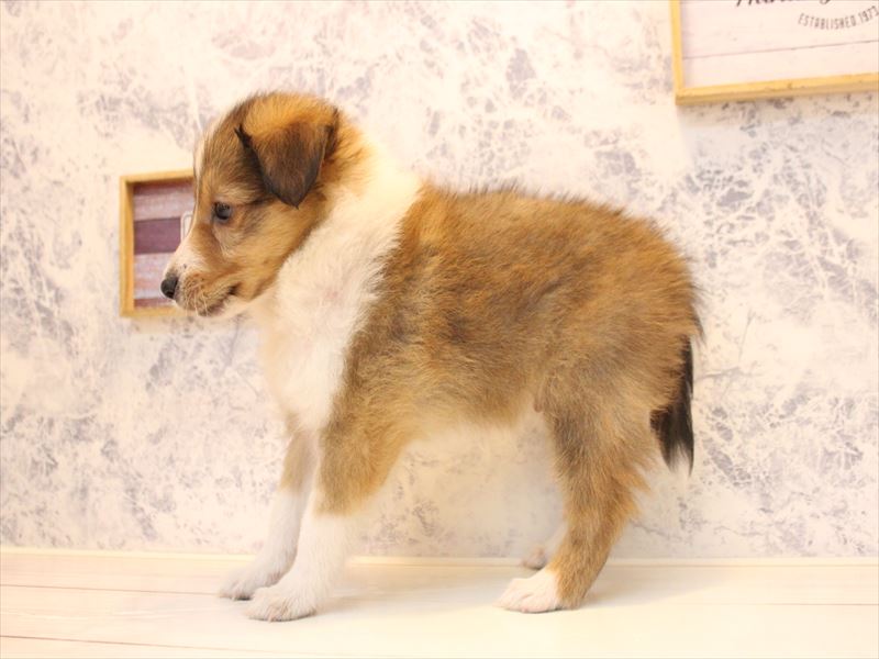 神奈川県のハーフ犬・ミックス犬 (ワンラブCoaska Bayside横須賀店/2026年4月26日生まれ/男の子/セーブルホワイト)の子犬の3枚目の画像