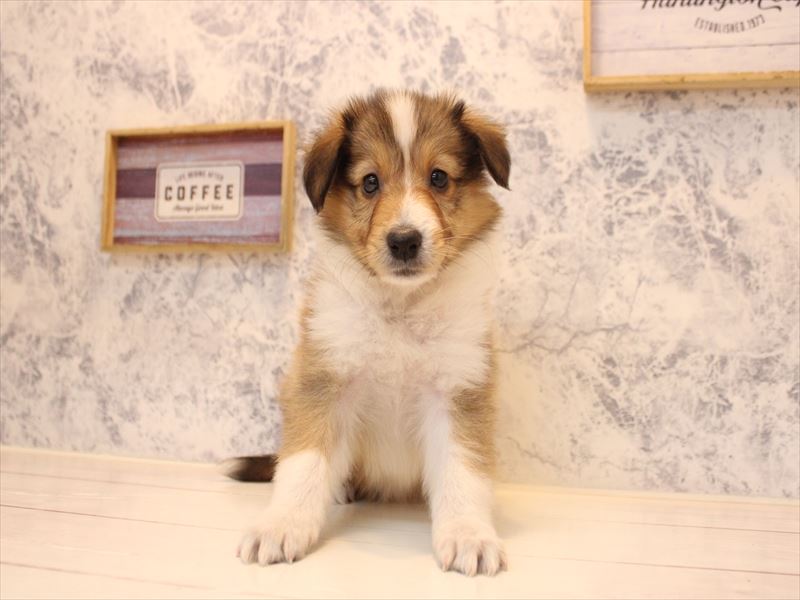 神奈川県のハーフ犬・ミックス犬 (ワンラブCoaska Bayside横須賀店/2026年4月26日生まれ/男の子/セーブルホワイト)の子犬の2枚目の画像