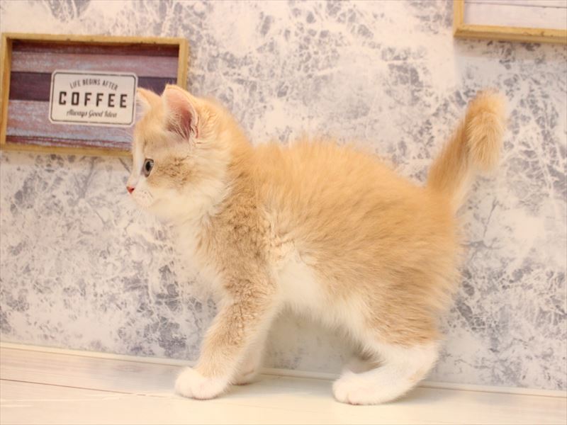 埼玉県のマンチカン (ワンラブ埼玉寄居店/2026年4月29日生まれ/男の子/クリームタビーホワイト)の子猫の3枚目の画像