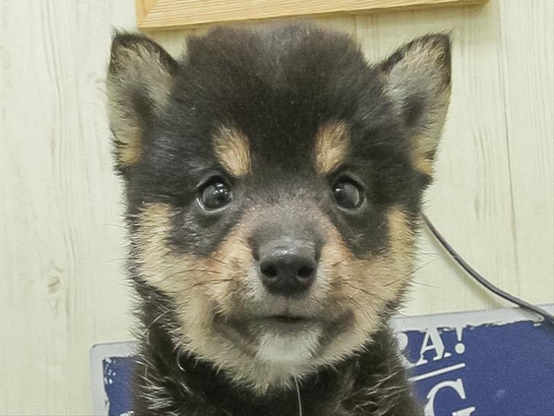 愛知県の豆柴 (ワンラブカインズ小牧店(FC)/2026年5月2日生まれ/男の子/黒)の子犬