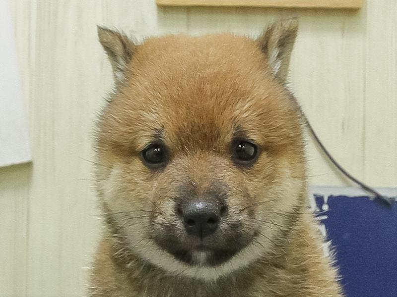 愛知県の豆柴 (ワンラブ名古屋守山インター総本店/2026年5月2日生まれ/男の子/赤)の子犬の1枚目の画像