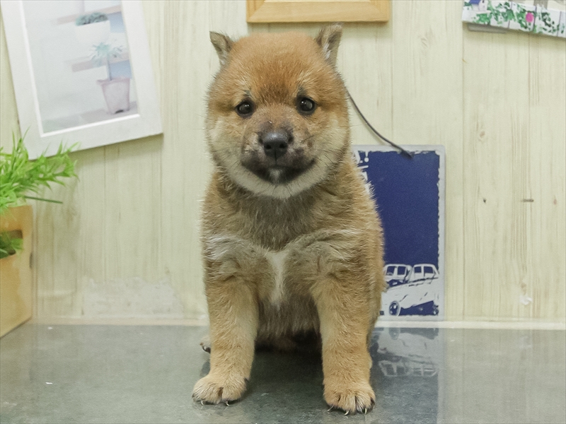 愛知県の豆柴 (ワンラブ名古屋守山インター総本店/2026年5月2日生まれ/男の子/赤)の子犬の3枚目の画像
