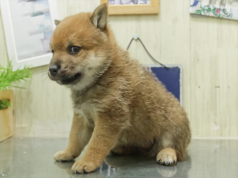 愛知県の豆柴 (ワンラブ名古屋守山インター総本店/2026年5月2日生まれ/男の子/赤)の子犬の2枚目の画像