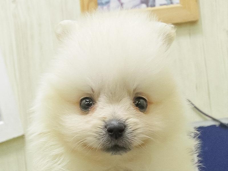 愛知県のポメラニアン (ワンラブ名古屋守山インター総本店/2026年5月1日生まれ/男の子/ホワイト)の子犬の1枚目の画像