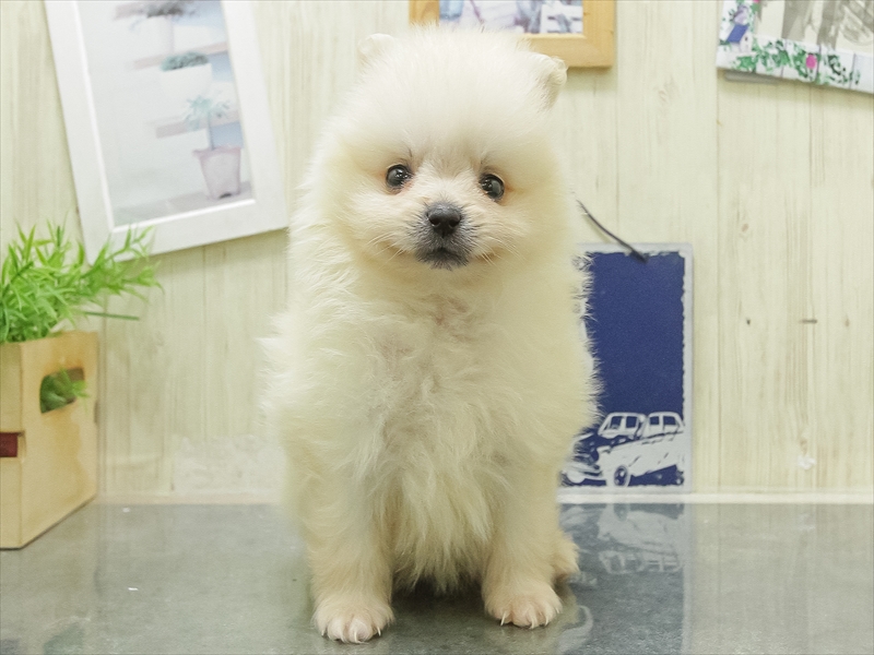 愛知県のポメラニアン (ワンラブ名古屋守山インター総本店/2026年5月1日生まれ/男の子/ホワイト)の子犬の3枚目の画像