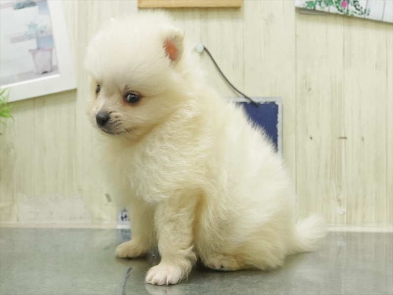 愛知県のポメラニアン (ワンラブ名古屋守山インター総本店/2026年5月1日生まれ/男の子/ホワイト)の子犬の2枚目の画像