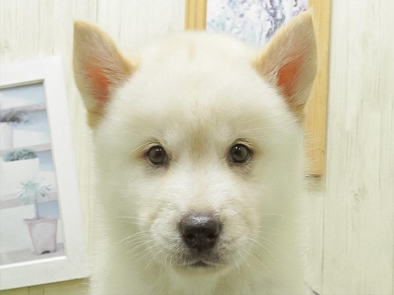 愛知県のハーフ犬・ミックス犬 (ワンラブ名古屋守山インター総本店/2026年5月1日生まれ/女の子/クリーム)の子犬の1枚目の画像