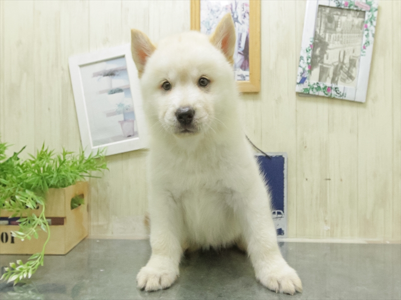愛知県のハーフ犬・ミックス犬 (ワンラブ名古屋守山インター総本店/2026年5月1日生まれ/女の子/クリーム)の子犬の3枚目の画像