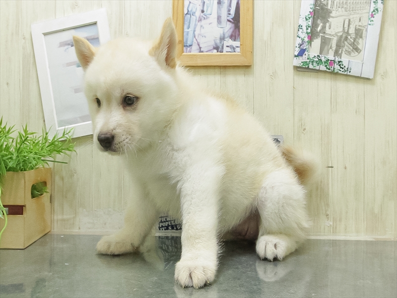 愛知県のハーフ犬・ミックス犬 (ワンラブ名古屋守山インター総本店/2026年5月1日生まれ/女の子/クリーム)の子犬の2枚目の画像